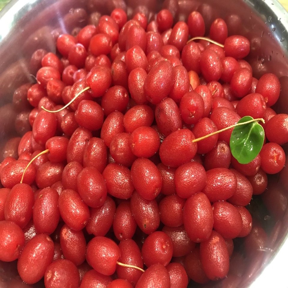 No.2 グミの実ジャム｜くさちようこ