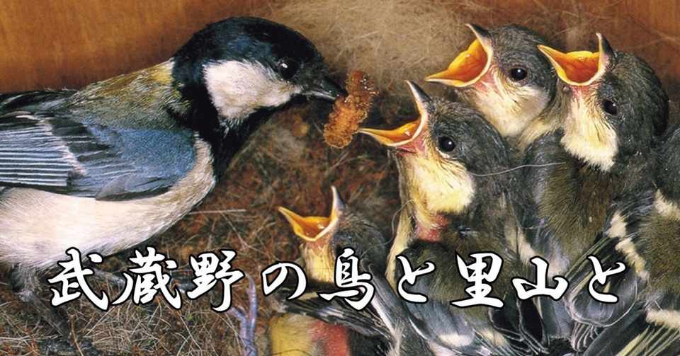 武蔵野の鳥と里山と 7月 巣箱で子育てするシジュウカラ 映像制作会社つばめプロ Note