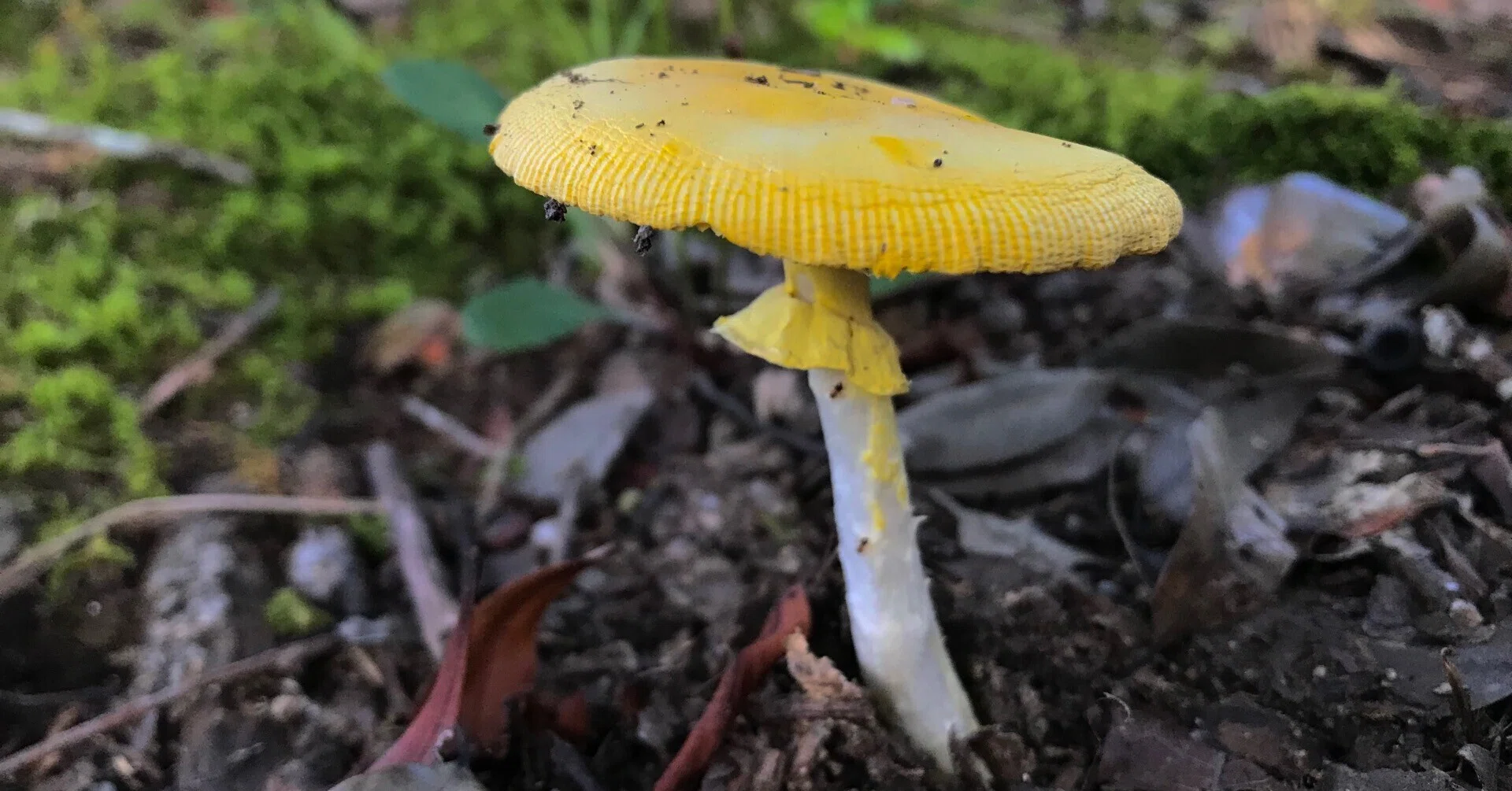 夏の訪れを感じるキタマゴタケの鮮やかな黄色｜きみこ山植物菌類らぼ