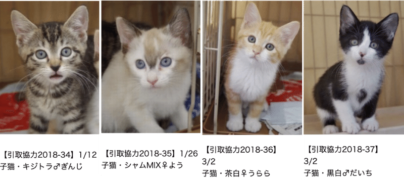 うちの猫の名前はかわいいだけじゃないぞ Onepax Note