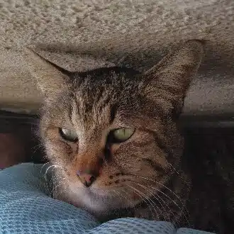暁間