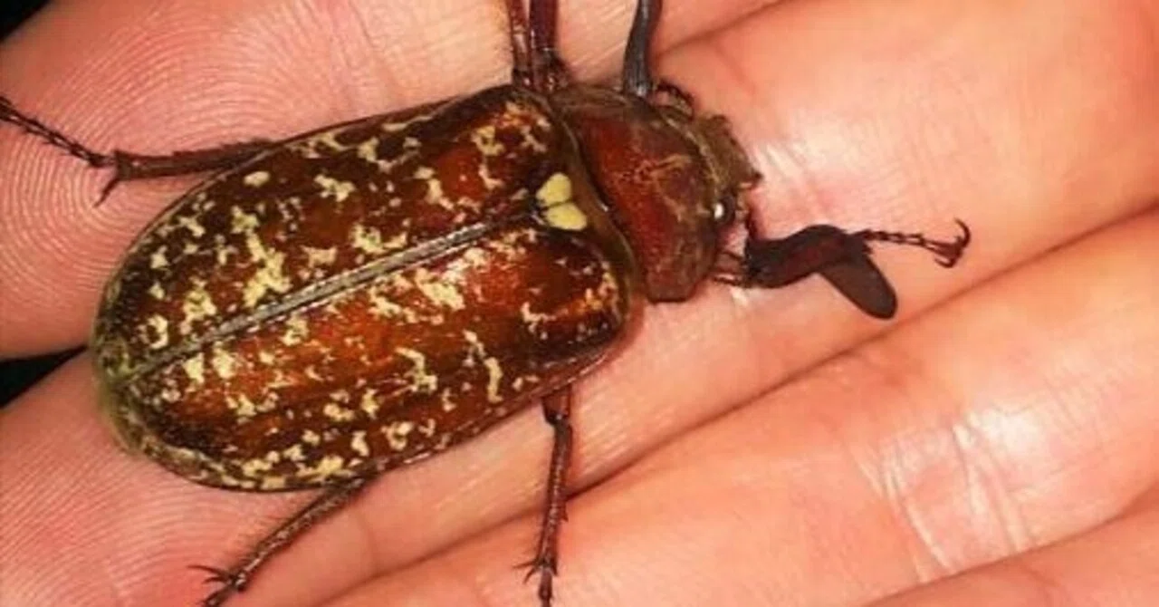 2020年8月1日 ヒゲコガネ カブトムシ 奈良県採集記 オストラヴァ｜採集