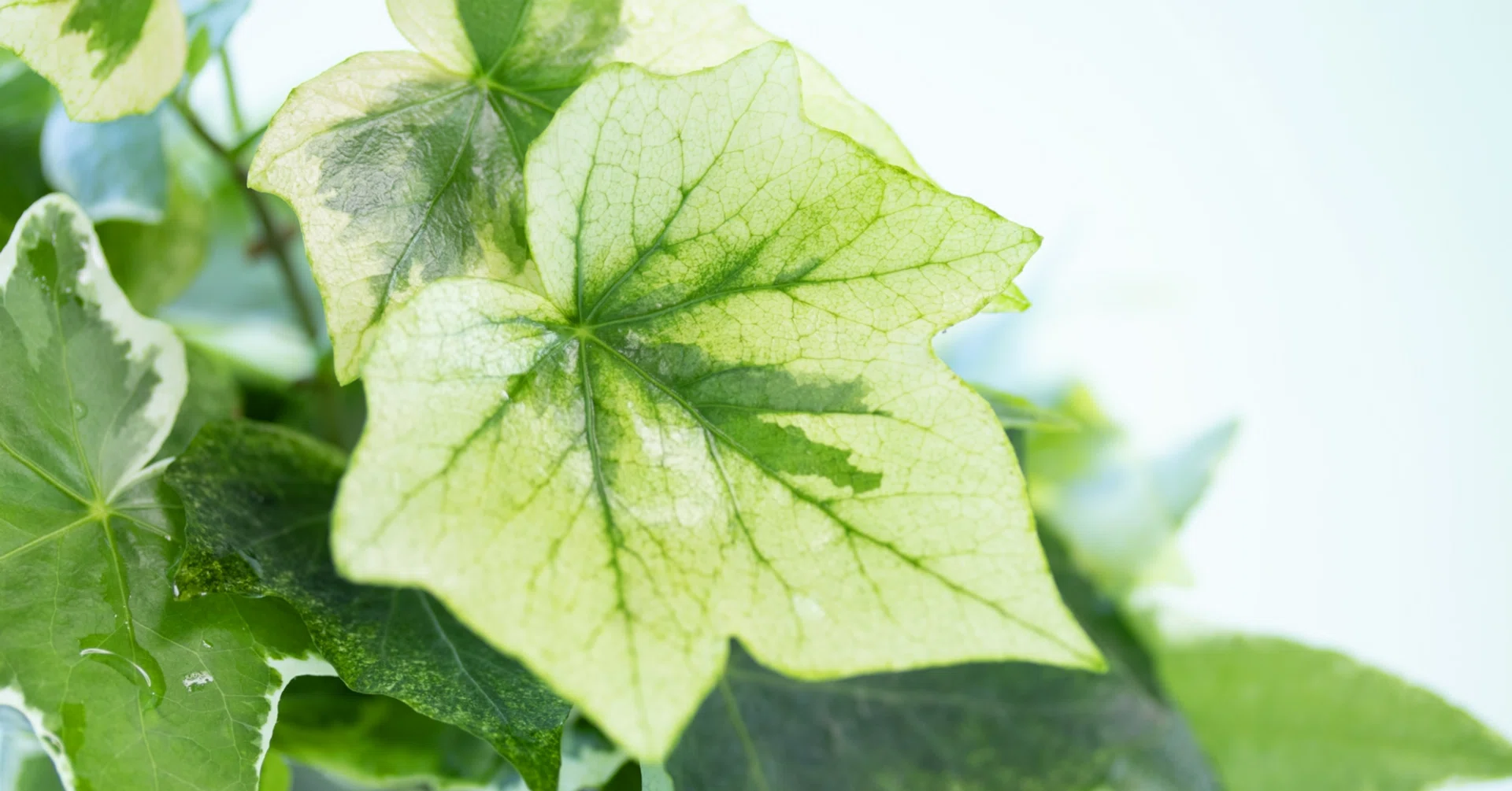 農学部が解説】なぜ葉っぱに「白い模様」が入るの？観葉植物の「斑（ふ