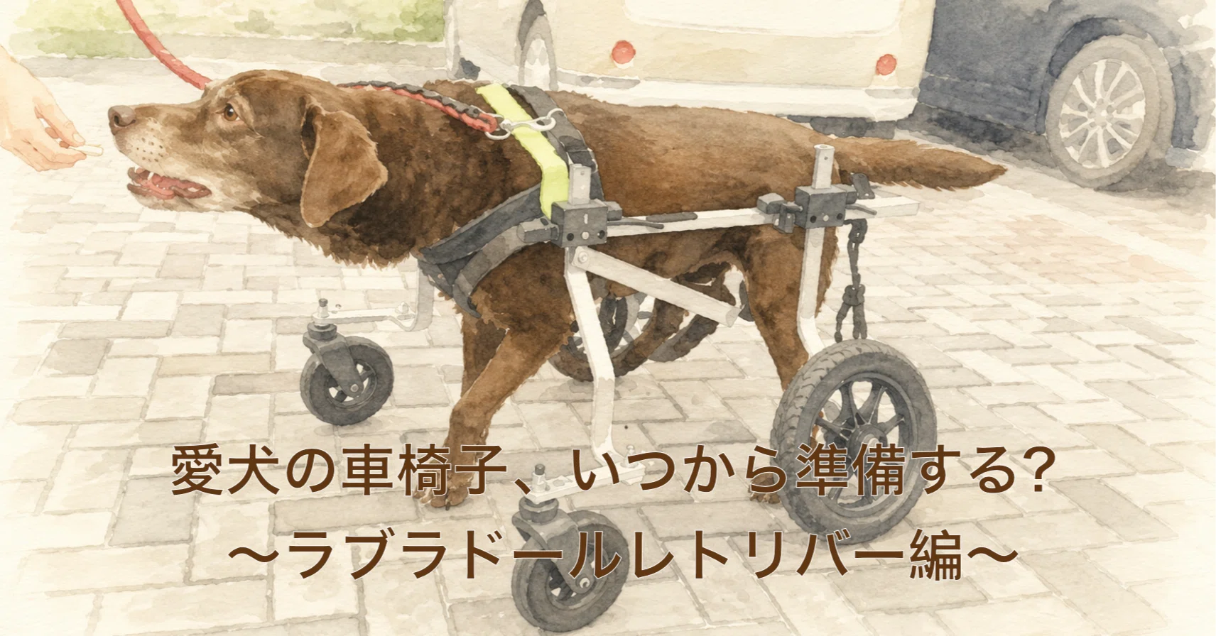 愛犬の車椅子、いつから準備する？〜ラブラドール・レトリバー編〜｜犬