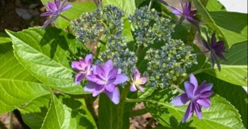紫陽花の色と庭の土