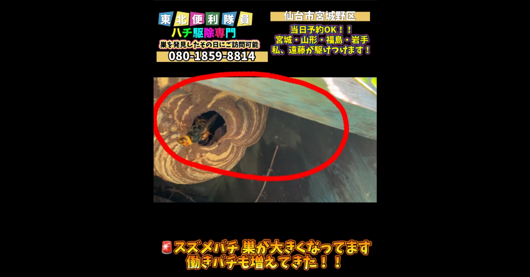 甕 素焼き スズメ蜂の巣模様 エリー242 🐝◤【仙台市宮城野区】スズメバチ駆除｜サナギがびっしり！働きバチが