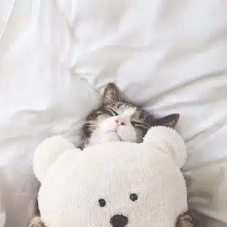 夢猫シロ