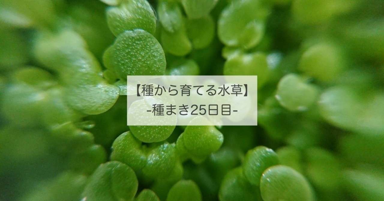 緑のじゅうたんはじめました 種まき25日目 飯田じじ Note