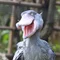 陽気に歌うハシビロコウ