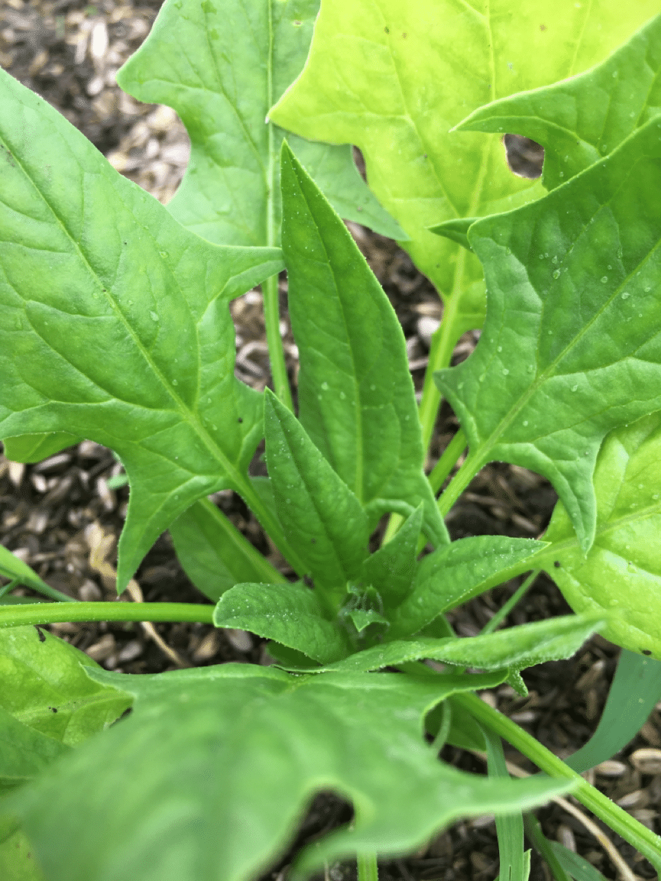 白い大根と黒い腕 いくベジ Note