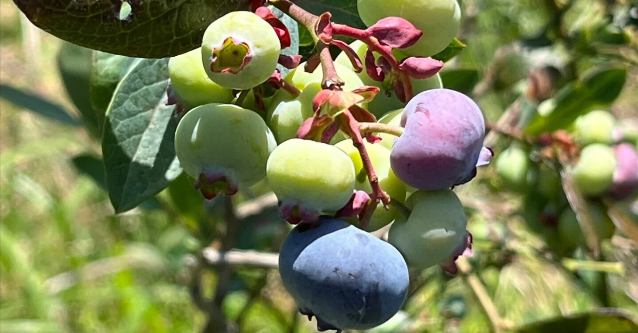 Blueberries and Bees｜syu