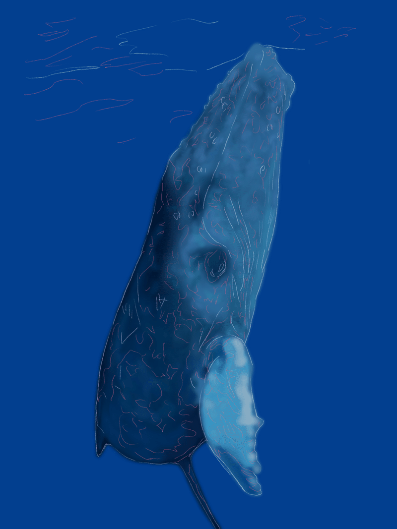 デジタルでクジラを描く 陸河童 Note デジタルでクジラを描く 陸河童 Note