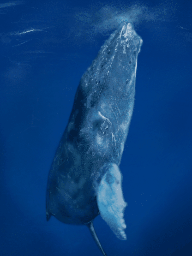 デジタルでクジラを描く 陸河童 Note デジタルでクジラを描く 陸河童 Note