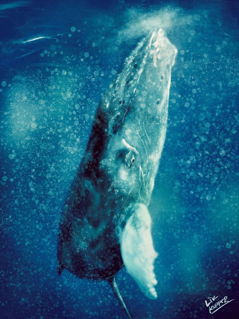 デジタルでクジラを描く 陸河童 Note