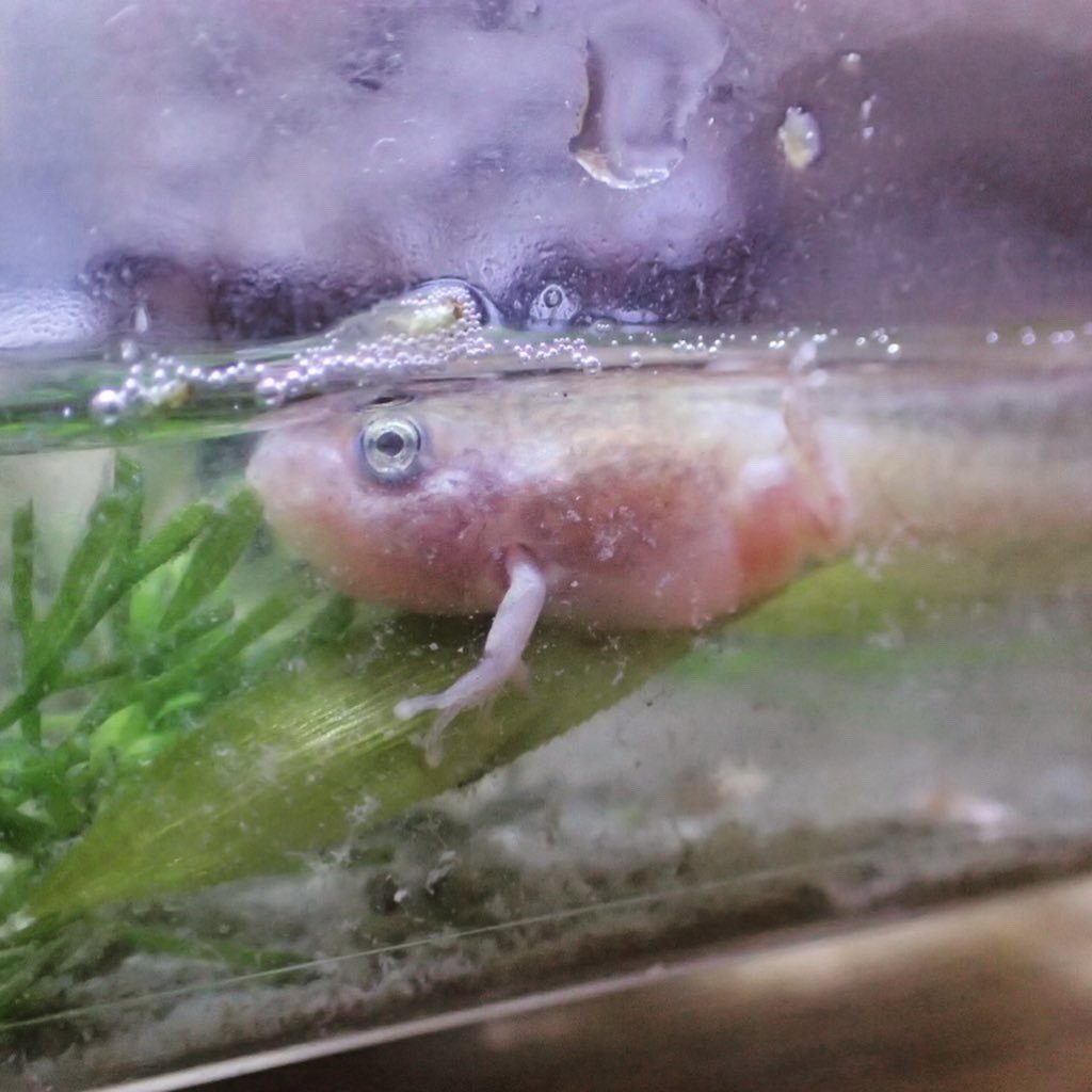 カエルとわたし 我が家の金のおたまじゃくし Nefne Note