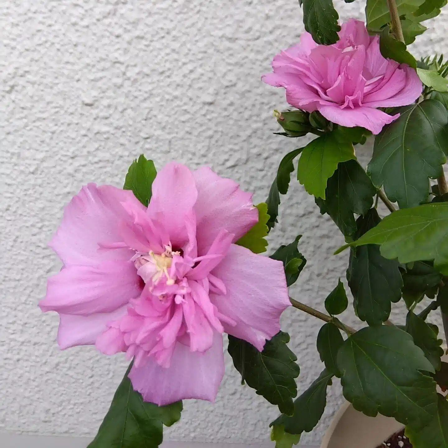 伊吾盾子　J.GARDEN60【と17b】