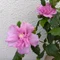 伊吾盾子　J.GARDEN60【と17b】
