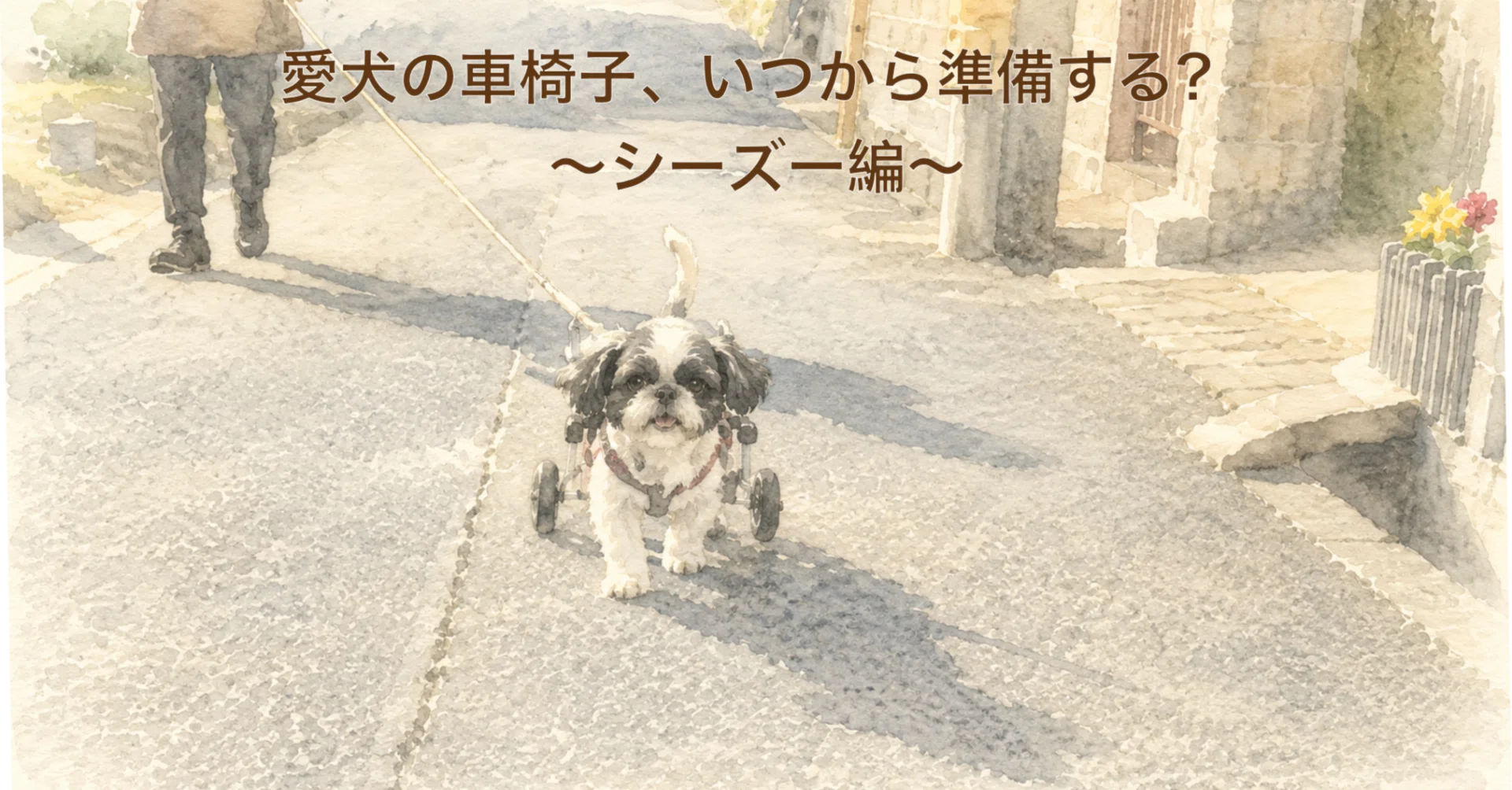 愛犬の車椅子、いつから準備する？〜シーズー編〜｜犬用車いすレンタル