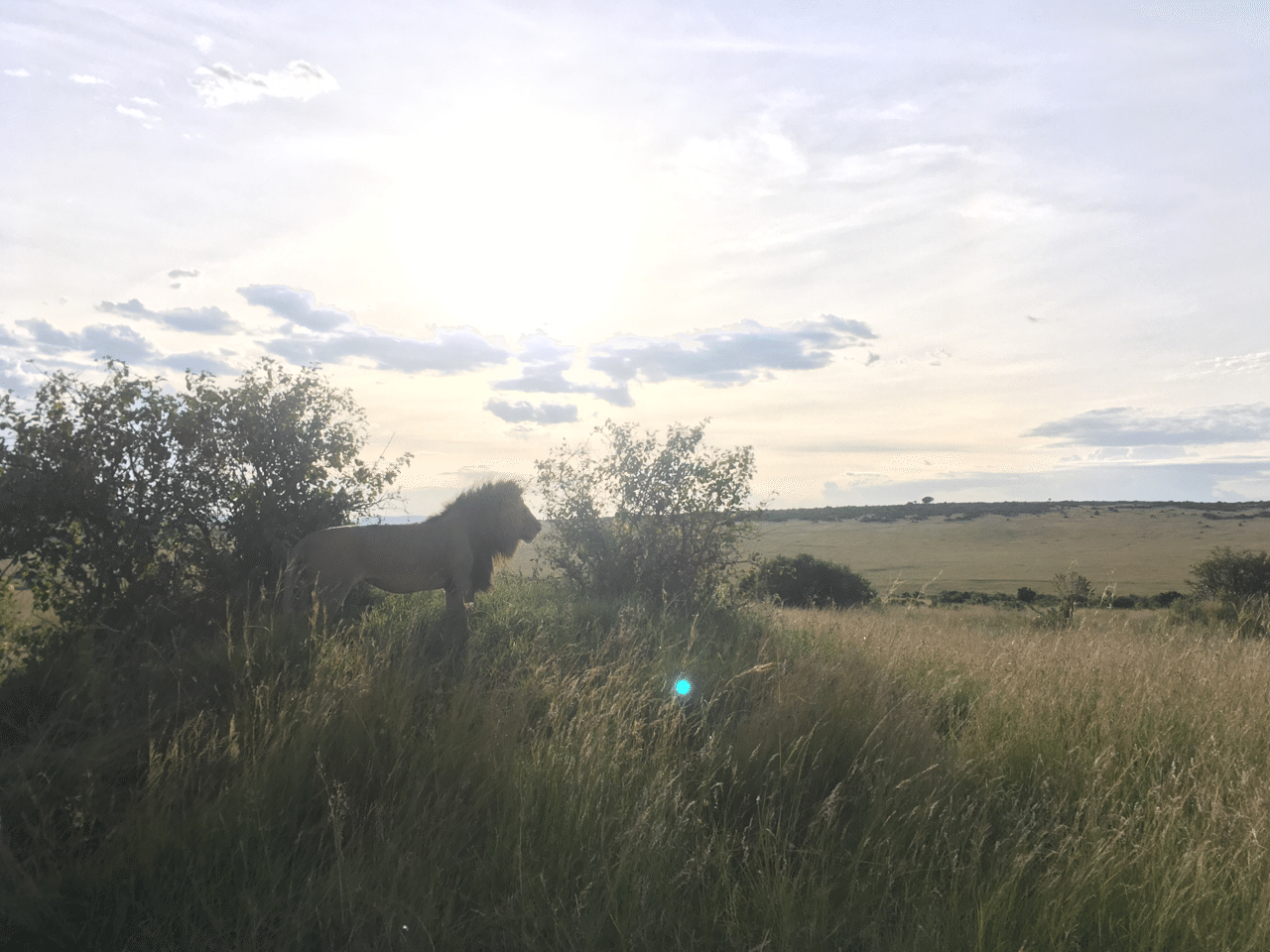 ケニア 風に立つライオン１ さっちゃん 世界一周から帰国 Note