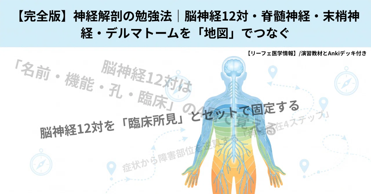 完全版】神経解剖の勉強法｜脳神経12対・脊髄神経・末梢神経