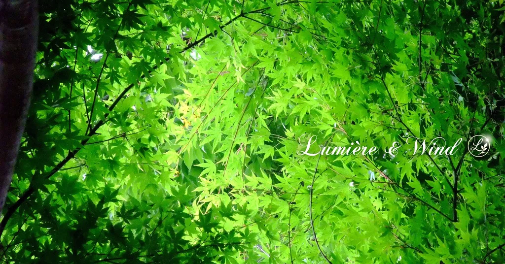 Ⅲ.青い世界|花陽 ✧ 光と風の丘へ|note