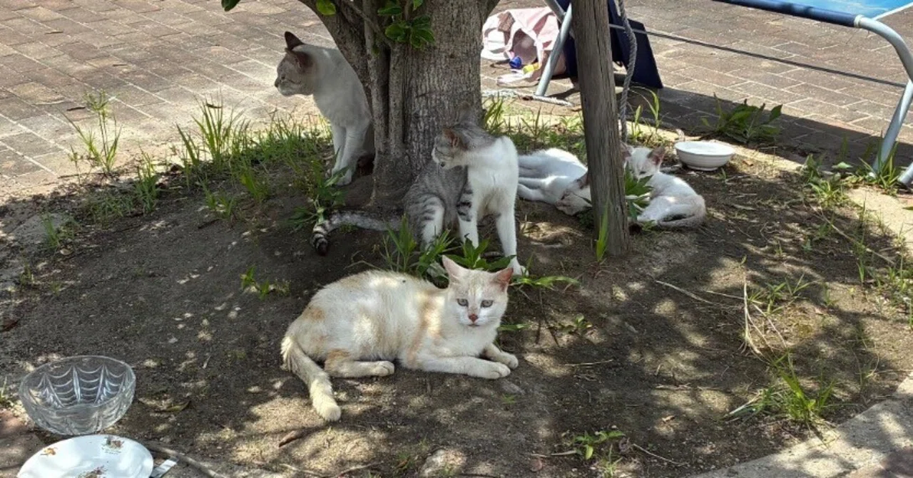 猫島 広島