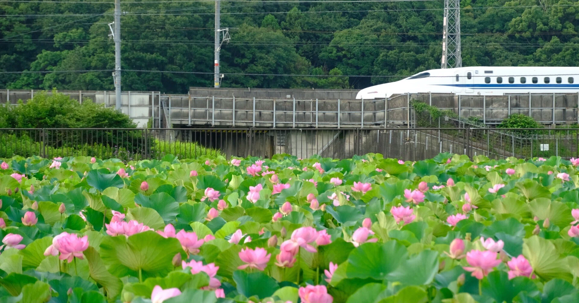 花の写真47｜大磯町東の池のハス｜kose0820