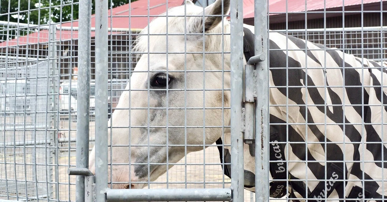 馬の瞳を見つめて(増補版) 01｜渡辺はるみ 馬の瞳を見つめて ｜渡辺