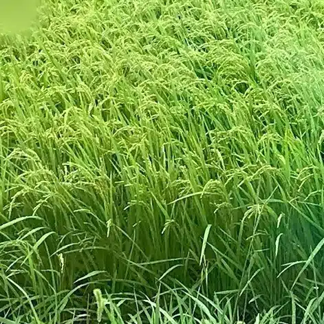 佐倉和佳
