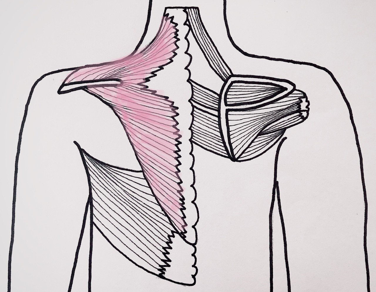 背中のコリは 太りの原因 Drops Nao Note