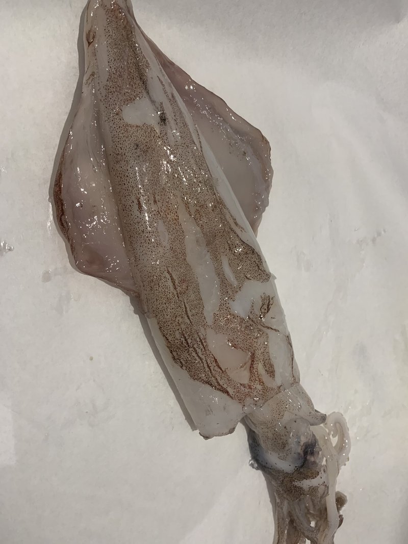 ロンドン魚屋の全然役に立たないお魚図鑑 イカ プリヒル姉さん 魚屋 Note ロンドン魚屋の全然役に立たないお魚図鑑 イカ プリヒル姉さん 魚屋 Note