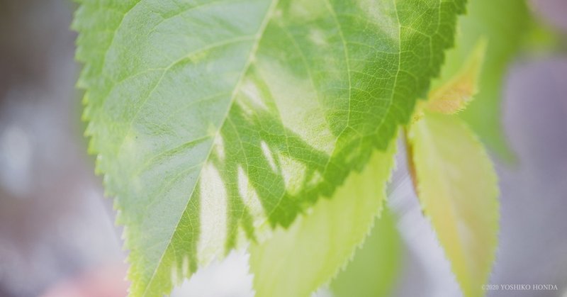 素敵な人ほど腰が低い ほんだよしこ Note 素敵な人ほど腰が低い ほんだよしこ Note