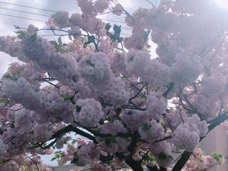 銀杏 イチョウ こん Note 銀杏 イチョウ こん Note