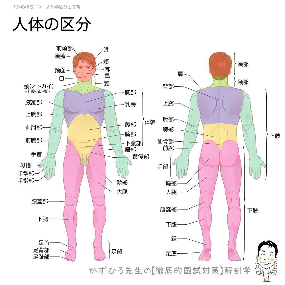 1 4 1 人体の構成 人体の方向と区分 解説 かずひろ先生 黒澤一弘 解剖学 Note