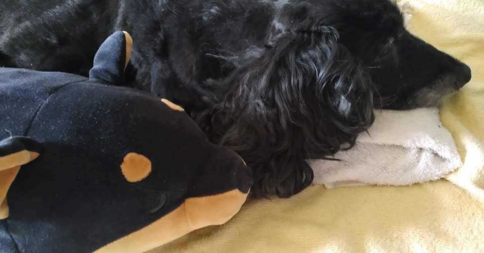 愛犬の誤飲 窒息事故 彩駒 Note