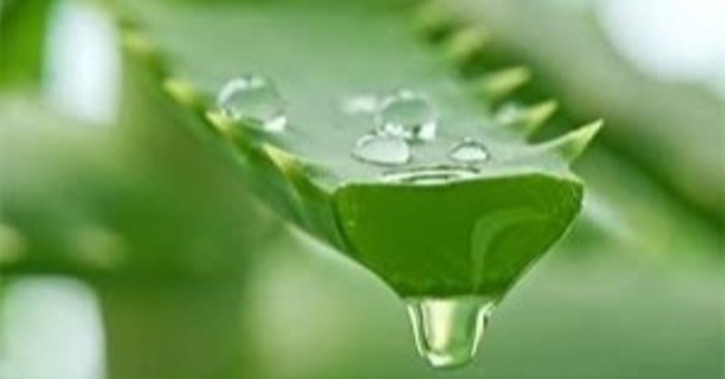 肌荒れに効くアロエベラエキスの特徴や効果効能をご紹介 傷ついた肌を再生しよう Tackeyblog Note