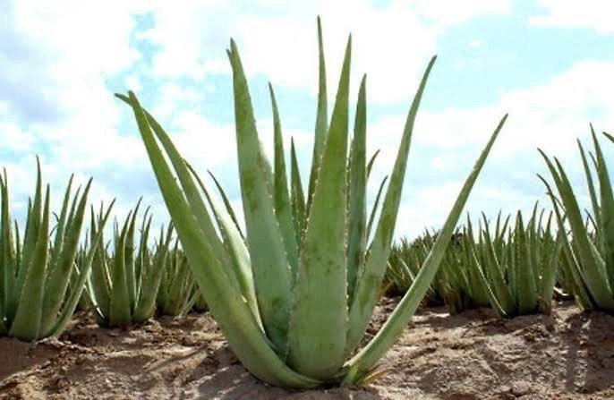 肌荒れに効くアロエベラエキスの特徴や効果効能をご紹介 傷ついた肌を再生しよう Tackeyblog Note