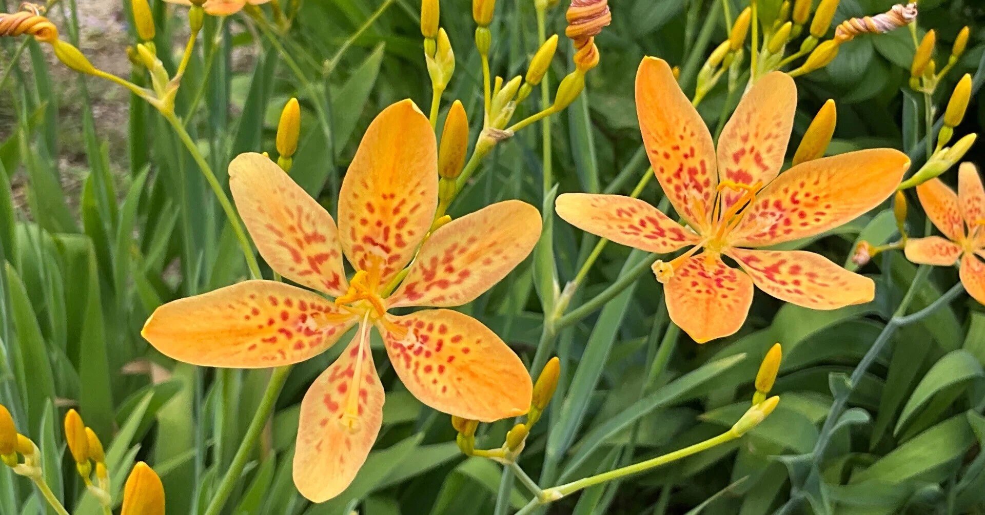 ヒオウギと祇園祭（京都府立植物園）：2026年7月18日（土）｜藤井秀昭