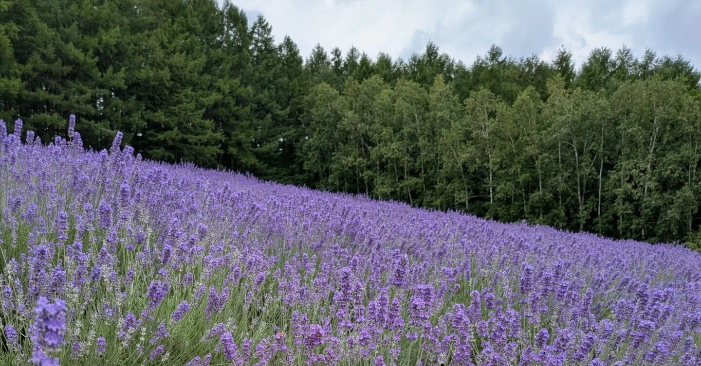 25th夫婦で行く北海道旅〜美瑛・富良野〜｜雪花