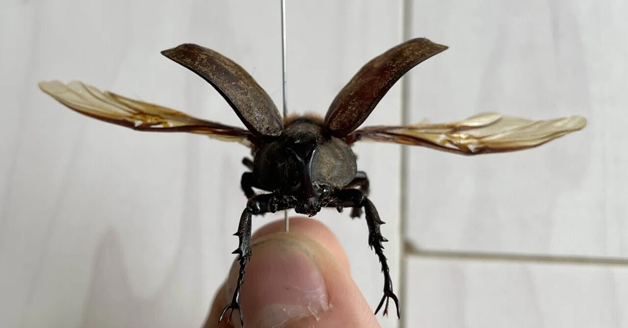 Attempting to Breed Dorcus hopei binodulosus & Creating a Live Specimen ...