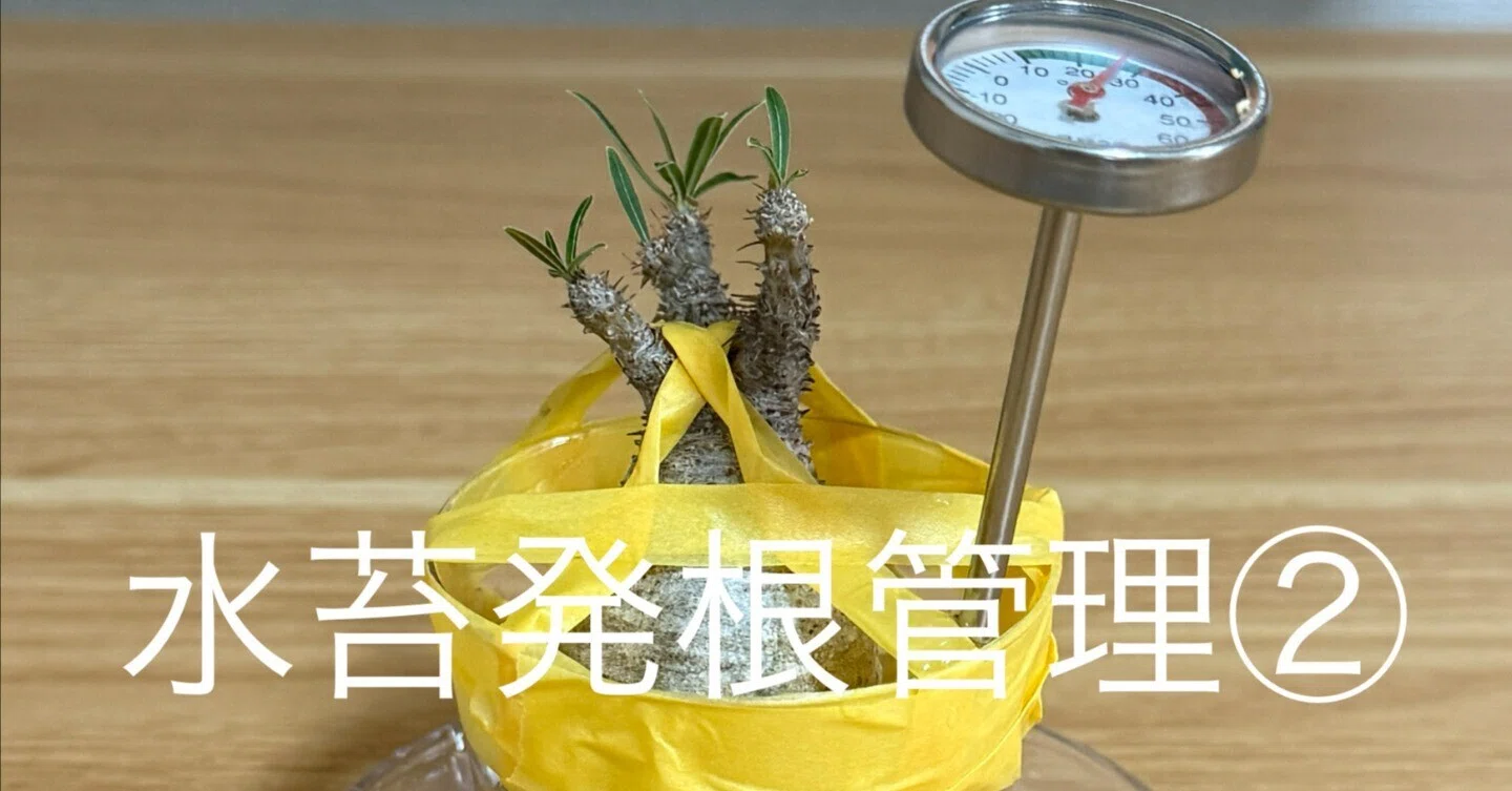 土から水苔へ！グラキリス水苔発根管理②｜TN