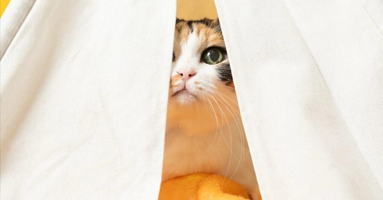 ペット撮影のプロが猫撮影の現場で学んだ「猫じゃらし」の正しい使い方 〜針金・緩急・視界距離〜