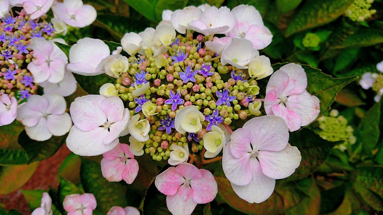 かわいい紫陽花 もふもふのもふう Note かわいい紫陽花 もふもふのもふう Note