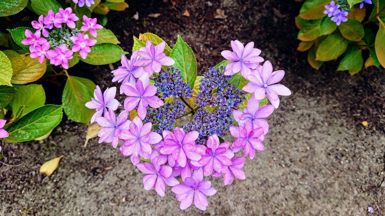 かわいい紫陽花 もふもふのもふう Note
