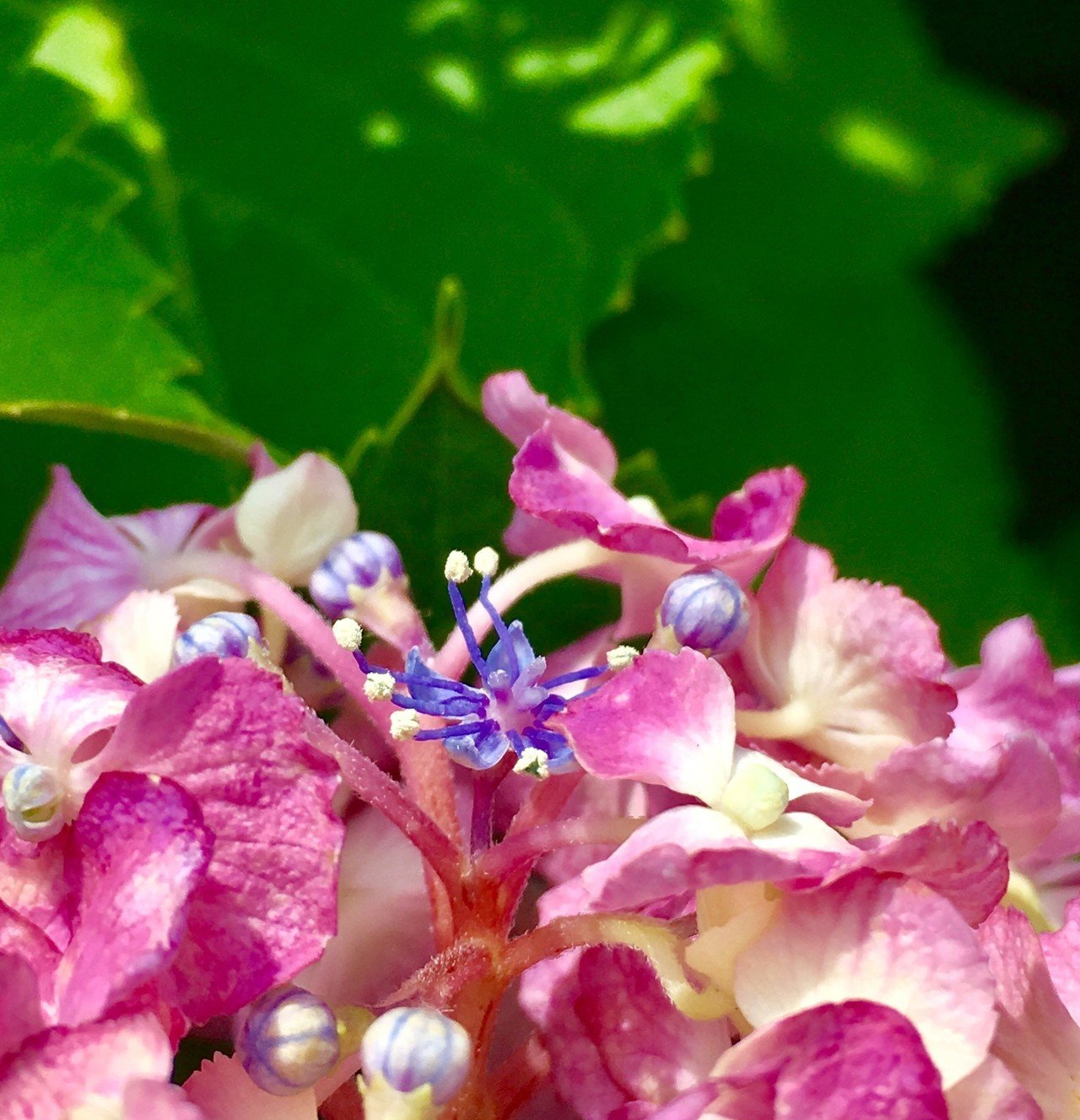 紫陽花の装飾花には真花のようにちゃんとした雌しべがありませんね 山田美貴 Note