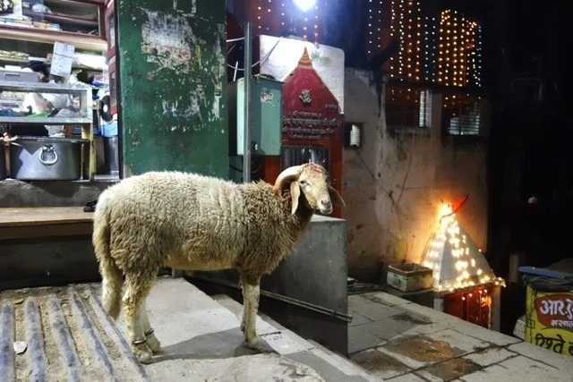 画像5