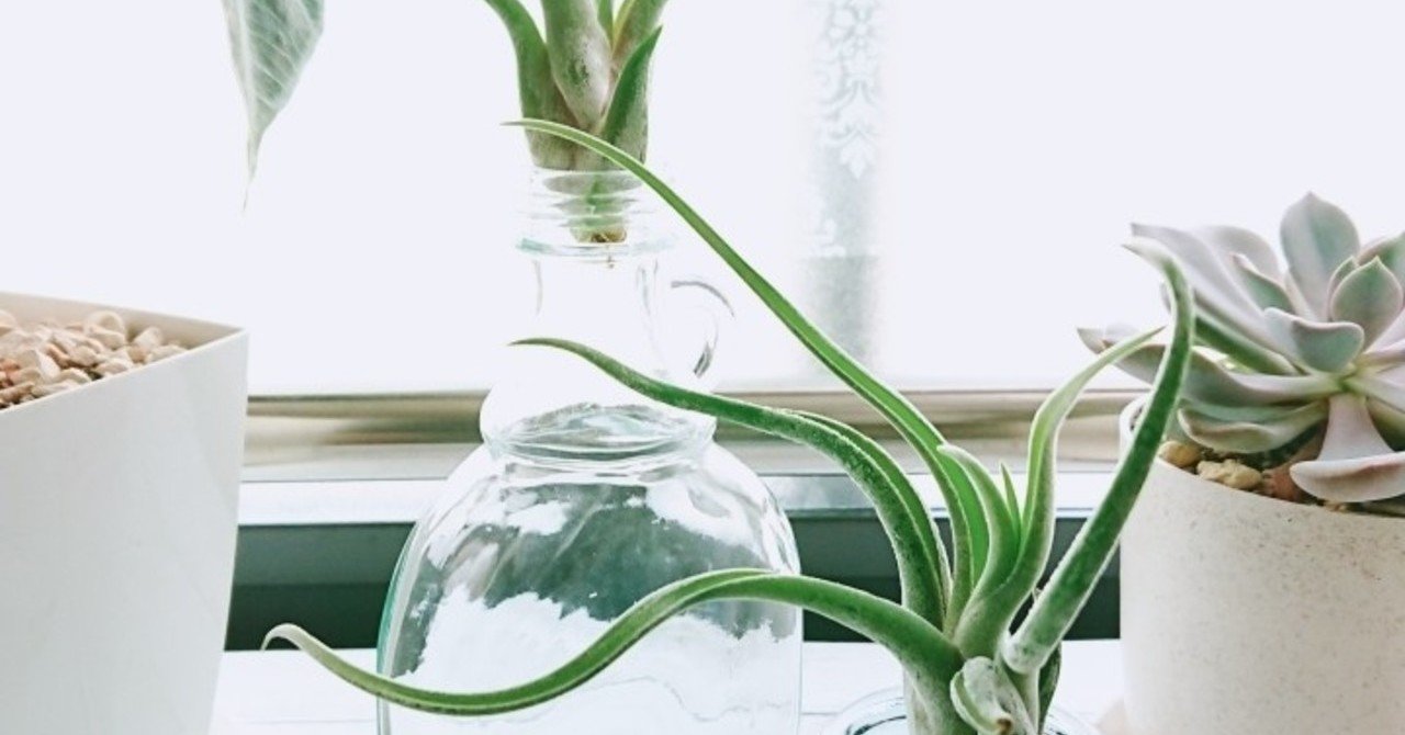 チランジア カプトメデューサエ Tellme Note