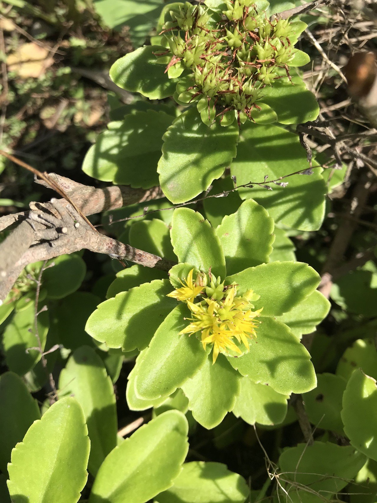 調べなきゃ と思っているうちに だいぶ花びらがなくなってしまっていた こちらのお花 キリンソウという多肉植物らしい 動物のキリンを思い浮かべながら調べていたら 麒麟 黄輪 と どちらの漢字も検索 ゆこ ぺんぎん丸 Note