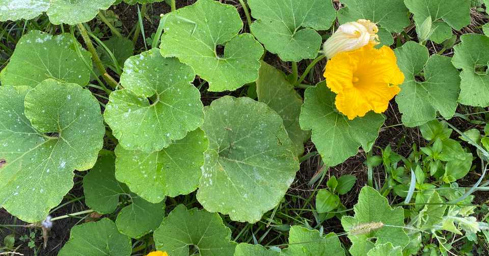 Vol ２５ 雨の間の草取り うどんこ病 ころの庭 ー自然菜園とハーブとアロマー Note