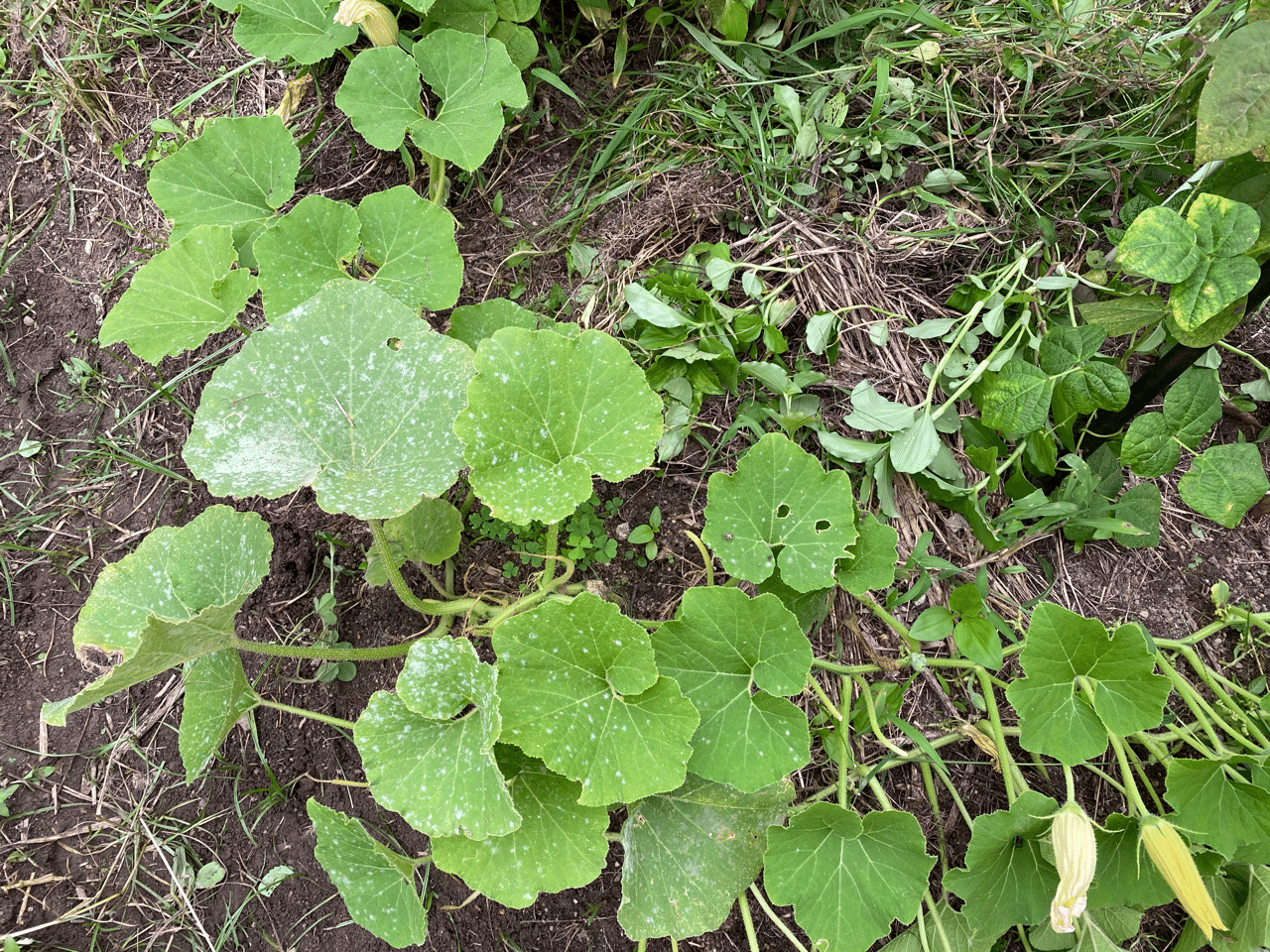 Vol ２５ 雨の間の草取り うどんこ病 ころの庭 ー自然菜園とハーブとアロマー Note